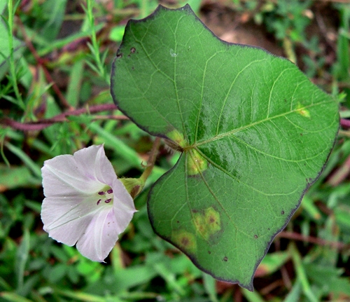 {Ipomoea lacunosa}